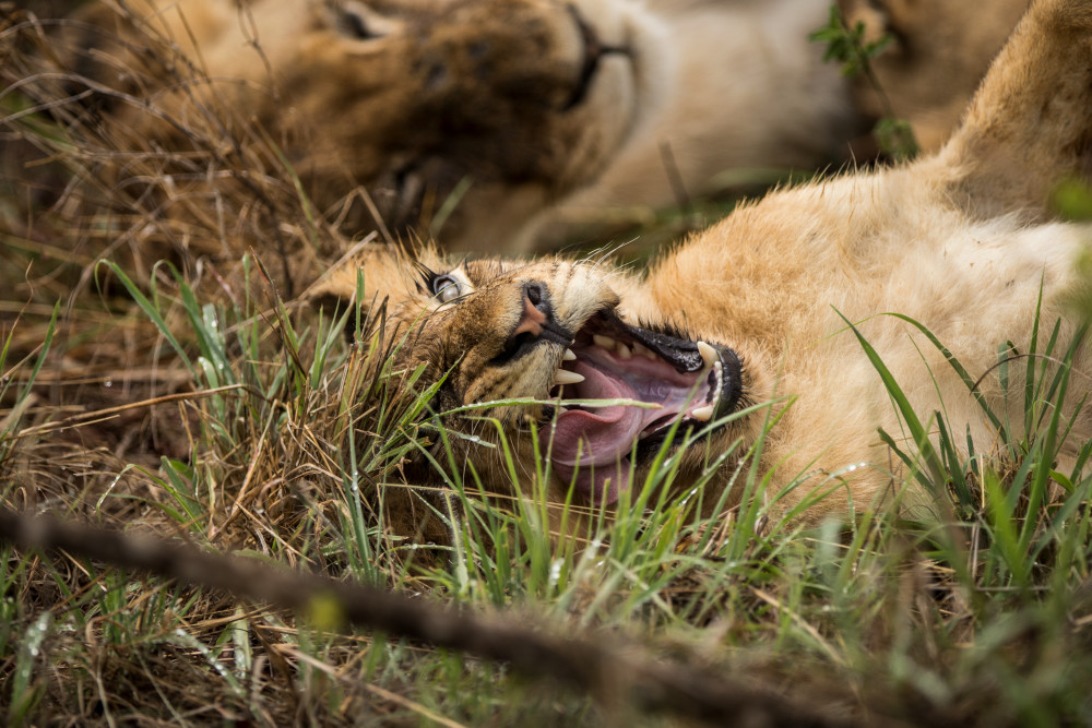 African Lion 11 Photography Art | Mark Nissenbaum Photography