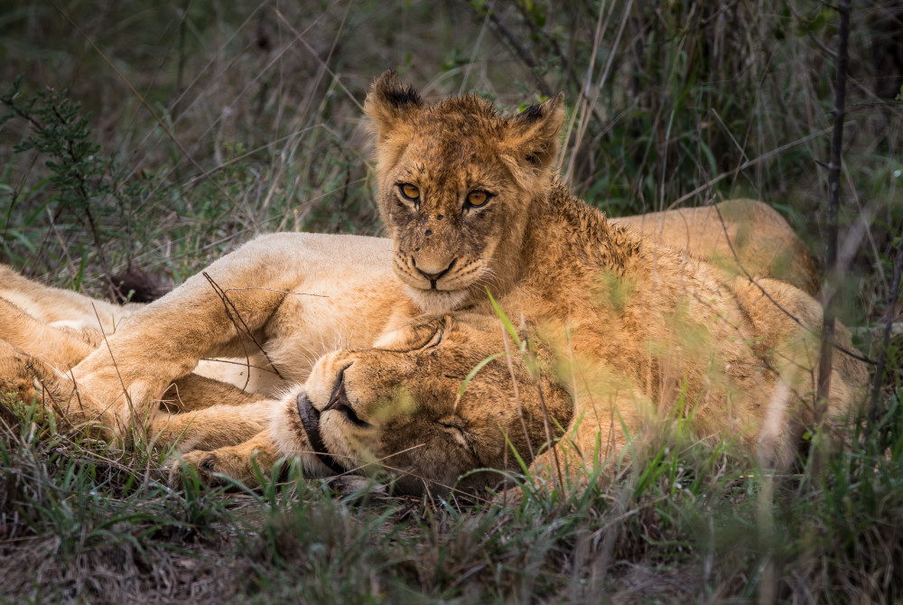 African Lion 10 Photography Art | Mark Nissenbaum Photography