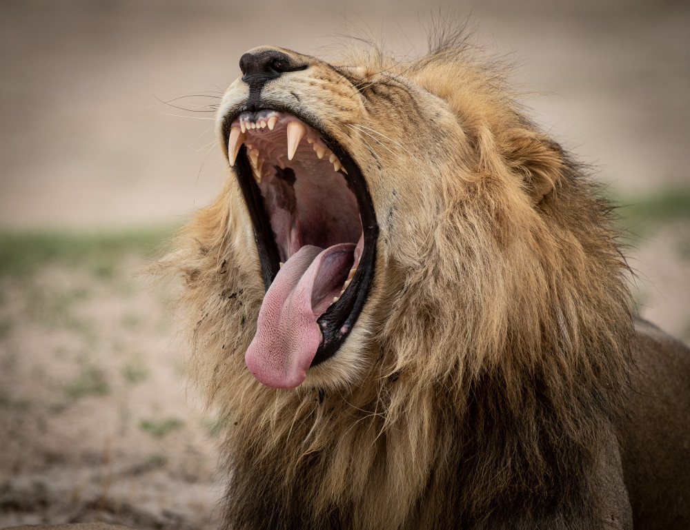 African Lion 3 Photography Art | Mark Nissenbaum Photography