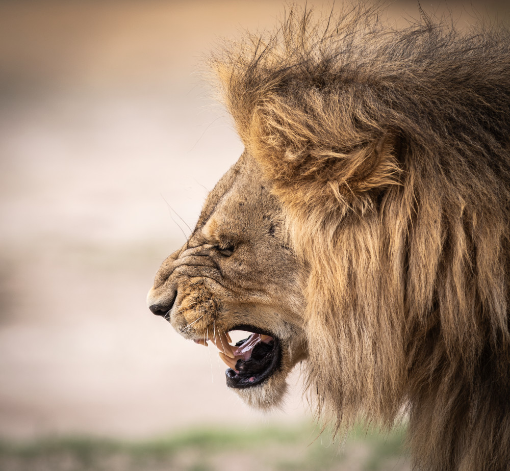 African Lion 4 Photography Art | Mark Nissenbaum Photography