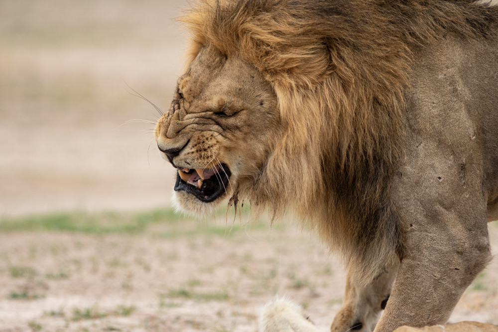 African Lion 7 Photography Art | Mark Nissenbaum Photography