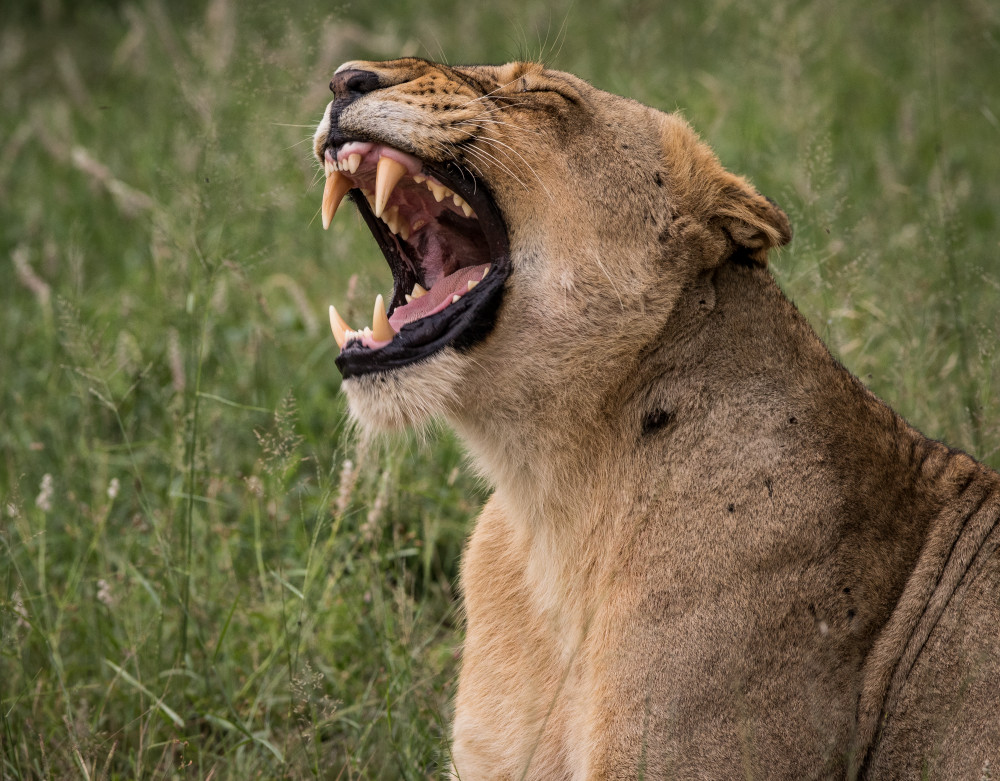 African Lion 5 Photography Art | Mark Nissenbaum Photography