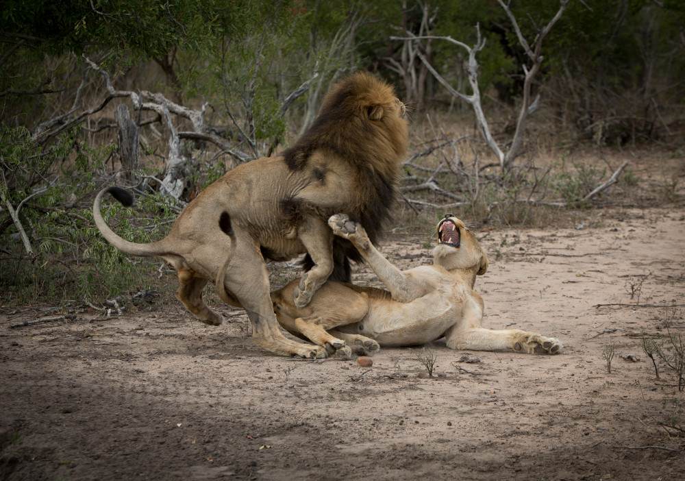 African Lion 14 Photography Art | Mark Nissenbaum Photography