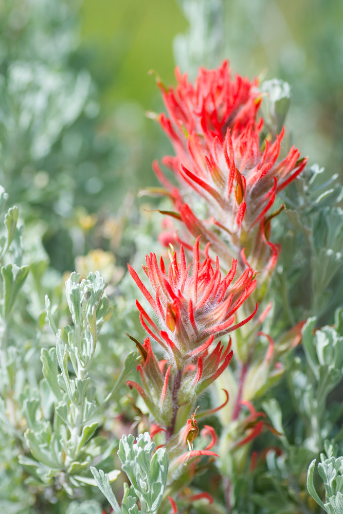 Vo  Indian Paintbrush In The Sage Art | Open Range Images