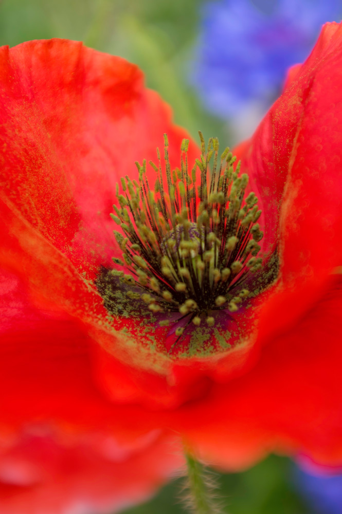 Red Paper Poppy Photography Art | Kathleen Messmer Photography