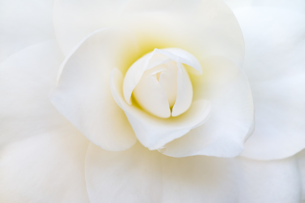 Pure white camellia flower with a hint of yellow center fine-art print