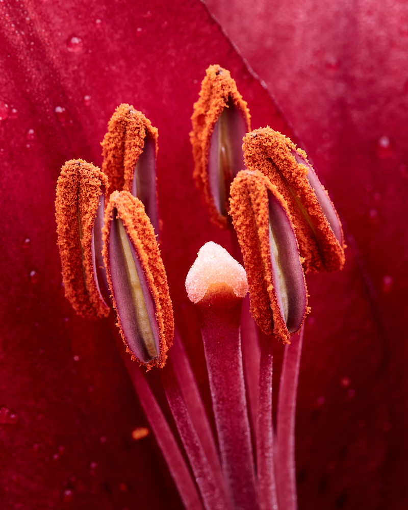 Flower Detail Art | Bud James Photography