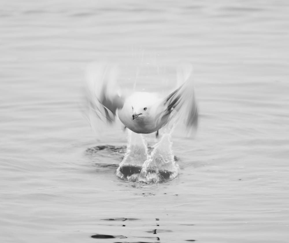 Ring Billed Gull 3 Photography Art | Mark Nissenbaum Photography