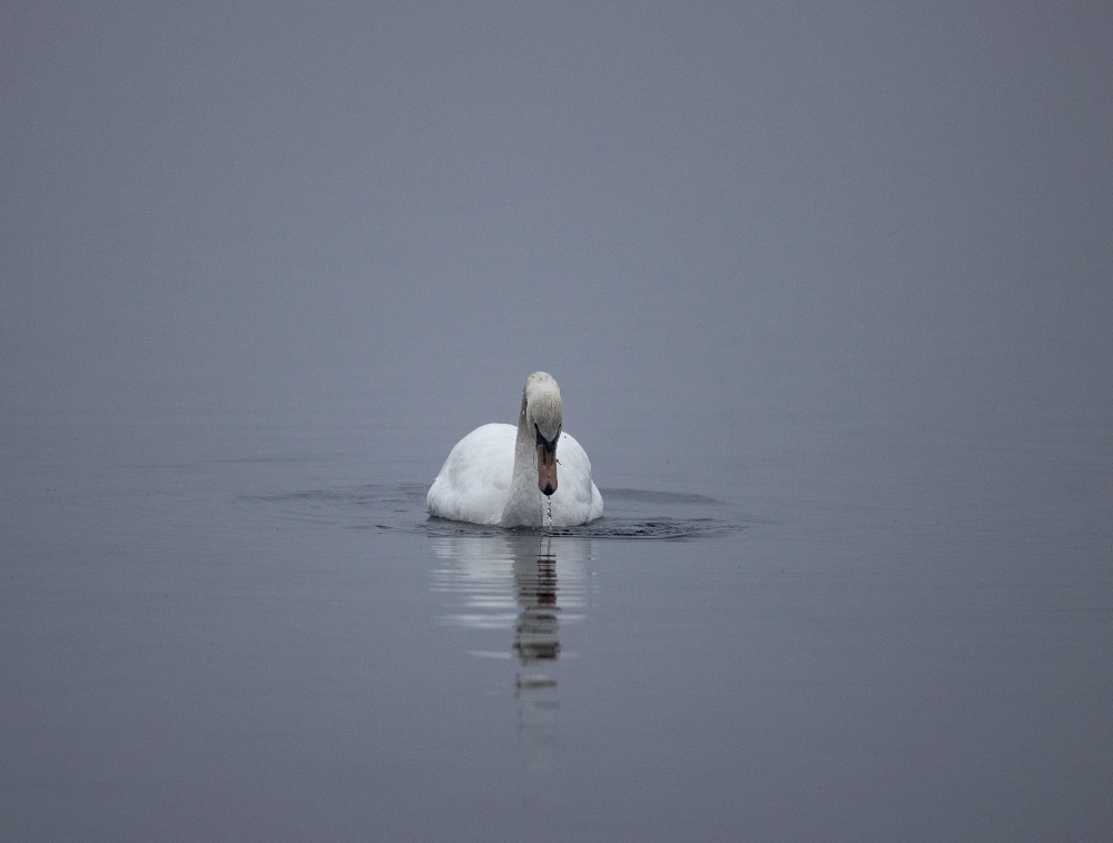 Mute Swan 3 Photography Art | Mark Nissenbaum Photography