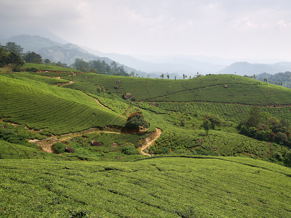 A beautiful landscape photograph of wandering pathways through a tea plantation.