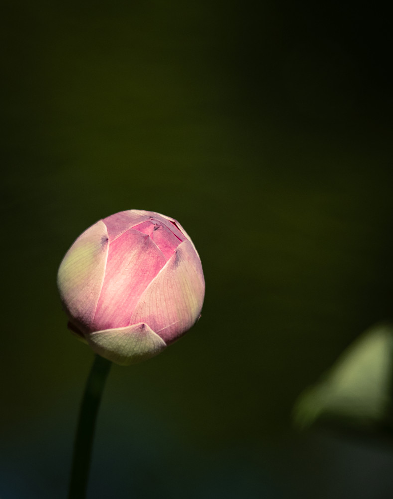 Pink Lotus Bud