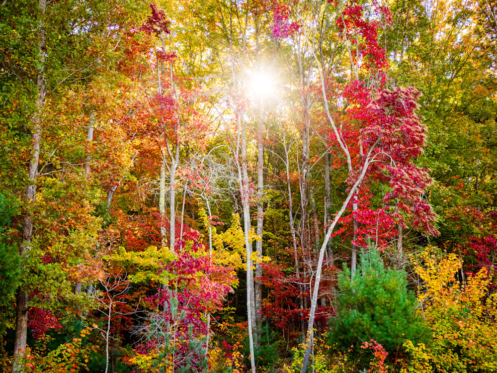 Sun Through Autumn Trees on scott's Ridge