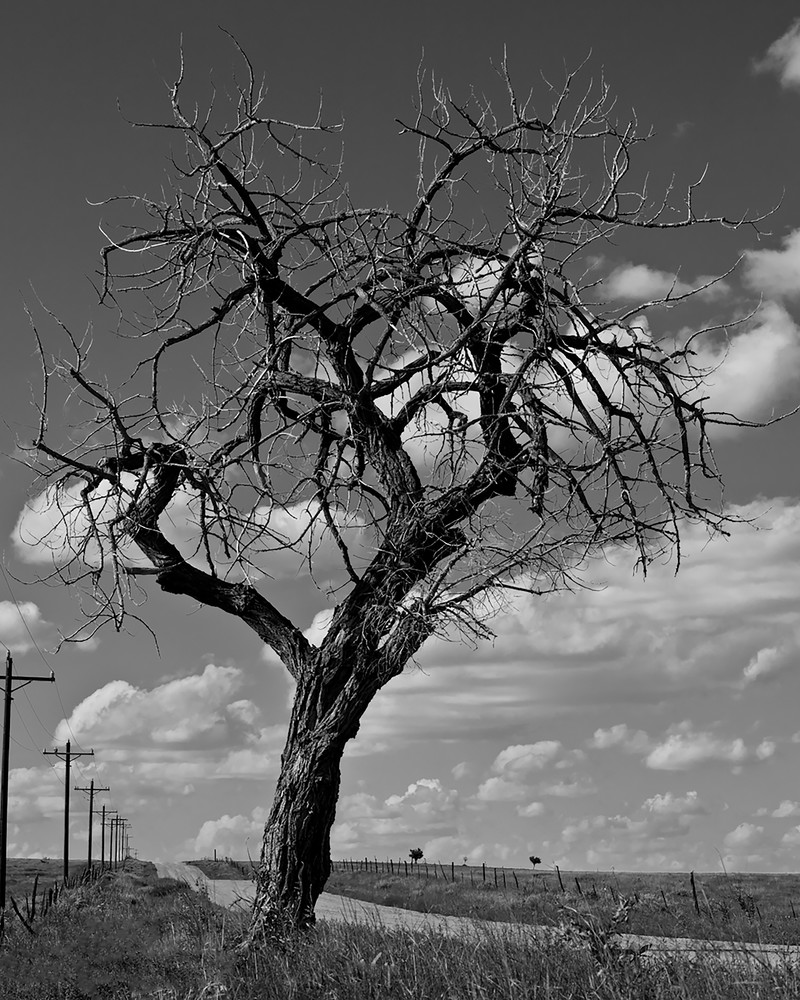 Tree In Distress Photography Art | Tim Fausett Photography LLC