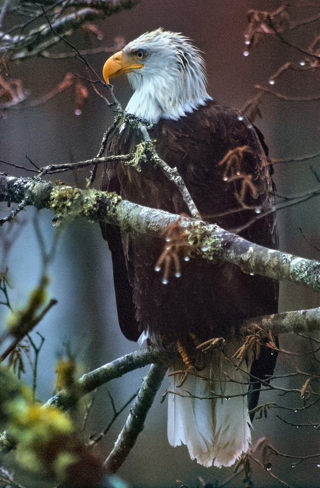 Rainy Day Photography Art | Art Beyond Control