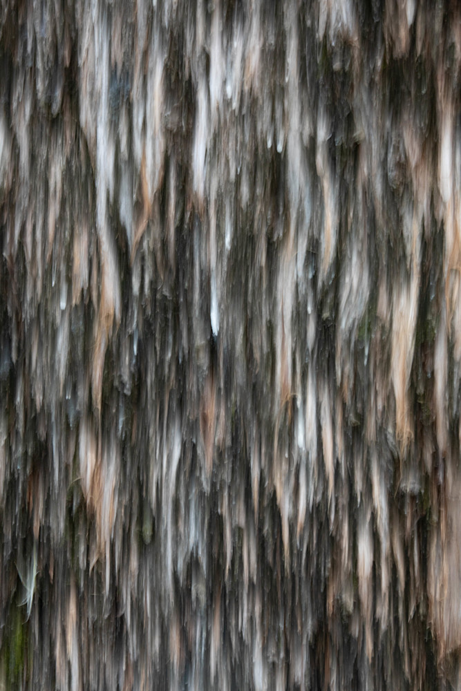 Cloaked Cypress Photography Art | Dana Heisler Fine Art Photography