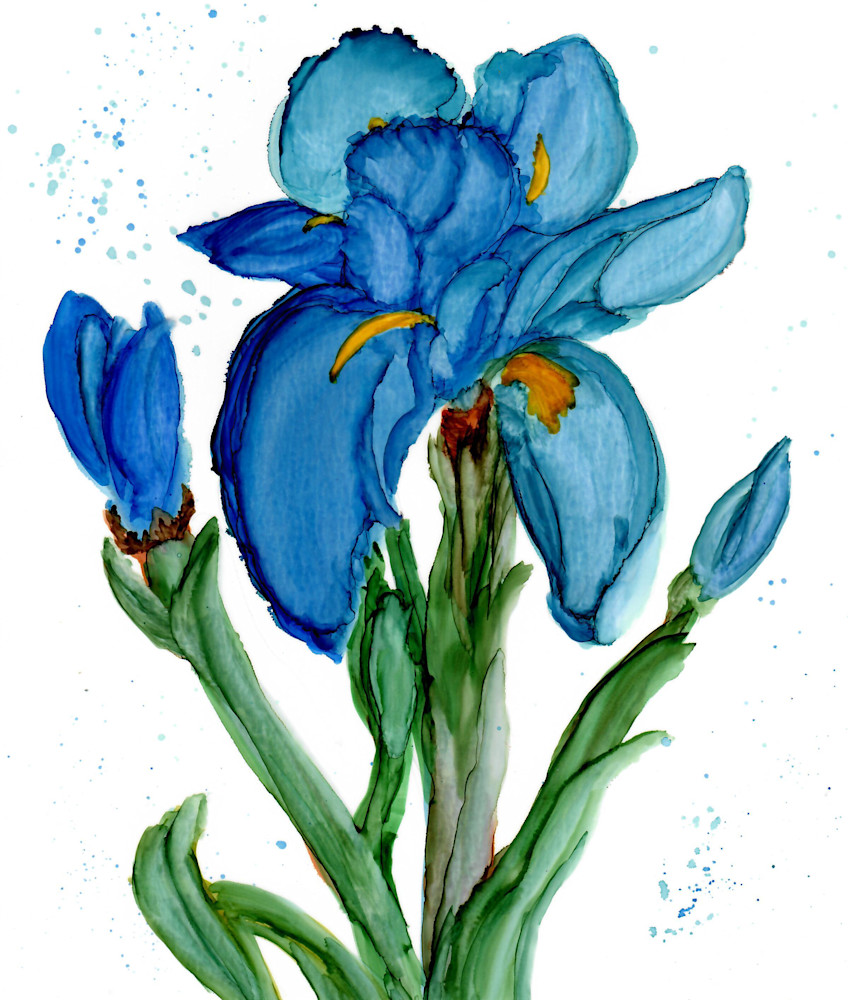 Iris Art | Art by Virginia Crowe