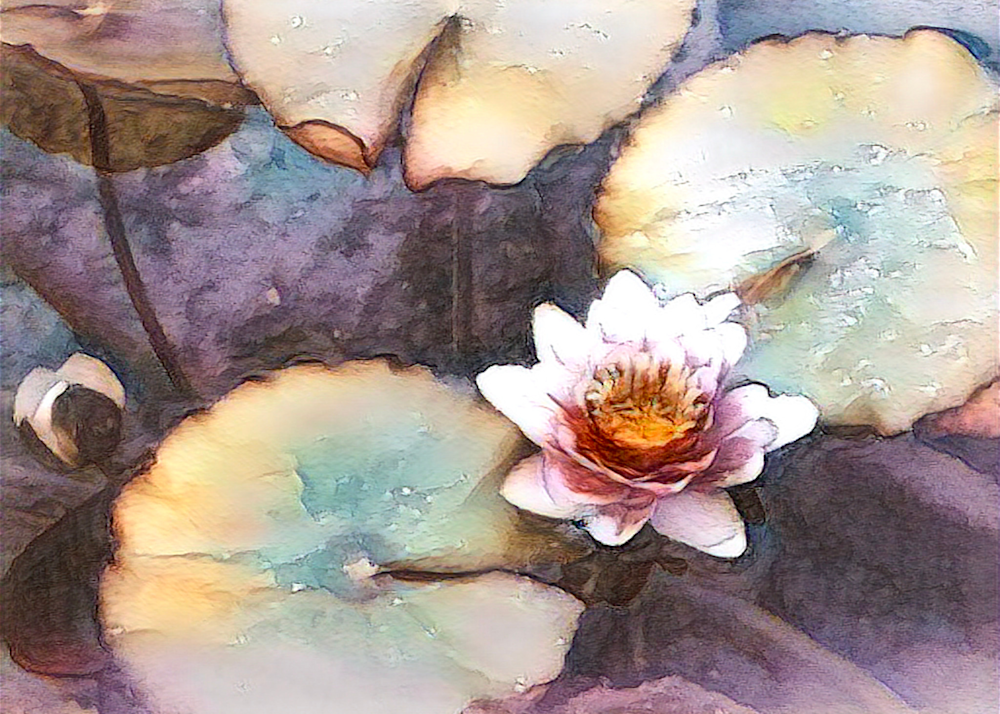 Water Lily Art | Art by Virginia Crowe