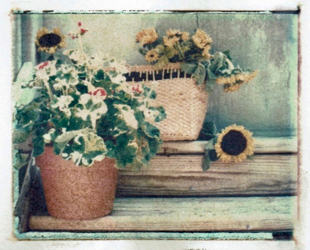 Garden Sunflower  (Print) Art | Laurie Fields Studio