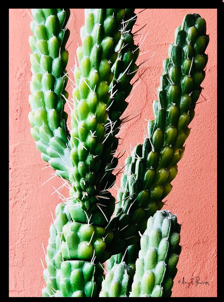 Wild Cactus Border 102b Photography Art | Look Park Studios
