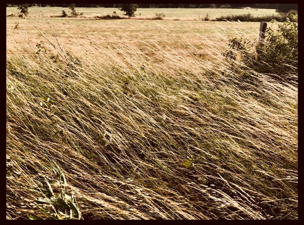 Wild Grass Field 101d Photography Art | Look Park Studios