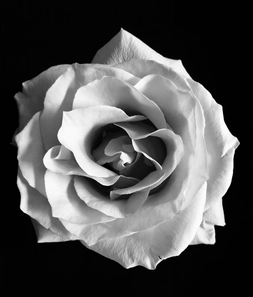 B W Rose 101 Photography Art | Look Park Studios