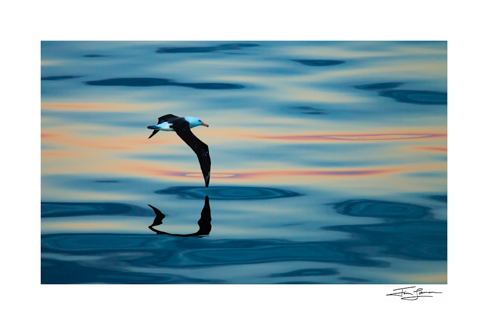 Black Browed Albatross Photography Art | Tim Laman Photography