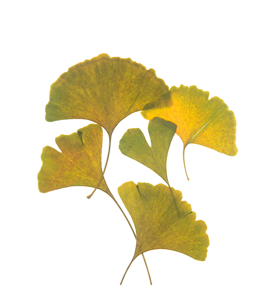 A Ginkgo Tree Grows In Brooklyn Photography Art | Outwater Productions