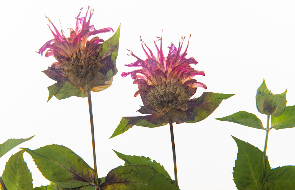 Bee Balm Photography Art | Outwater Productions