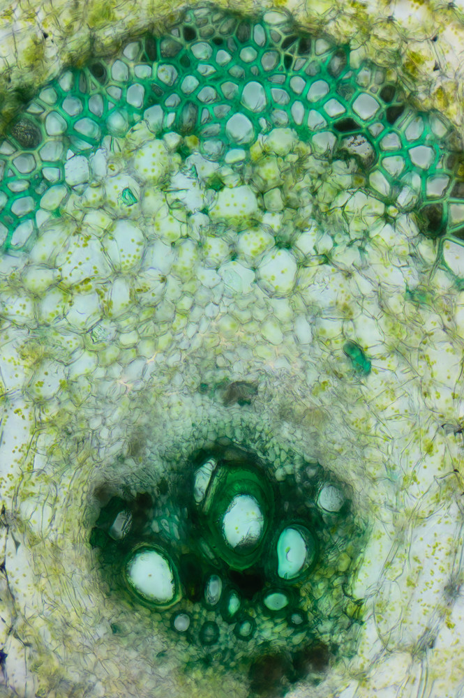 Vascular Bundles in Peduncle of Cucumber (200X 22f Light Green Stain)