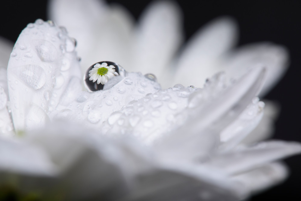 Flower in Droplet #1