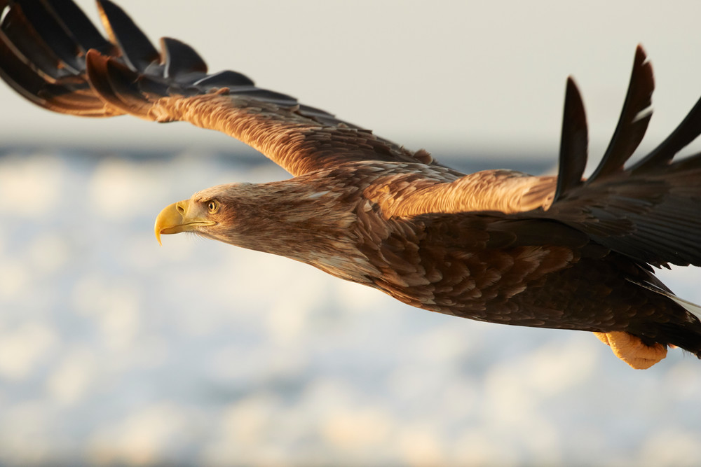 White-Tailed Eagle in Flight