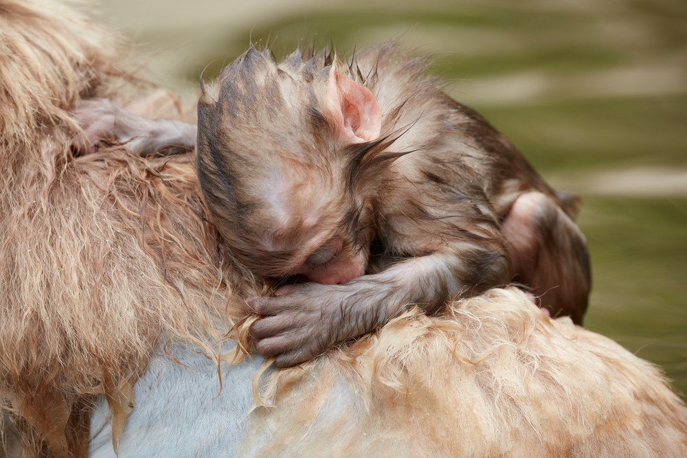 Sleeping on Mother's Back
