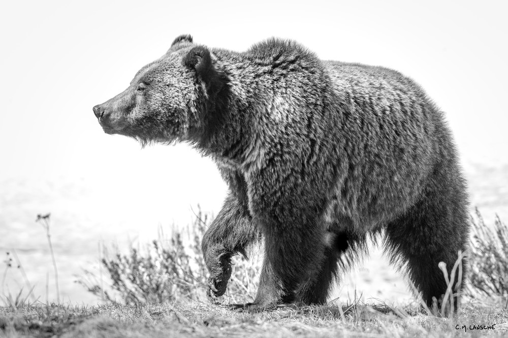 In Praise of the Grizzly #2208