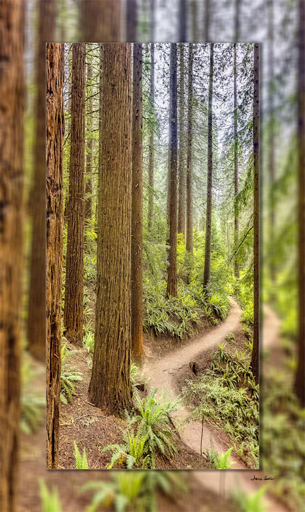 Redwood Trail 3D