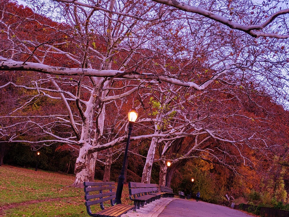 Sycamore Witch Trees Of Inwood Park Art | lencicio