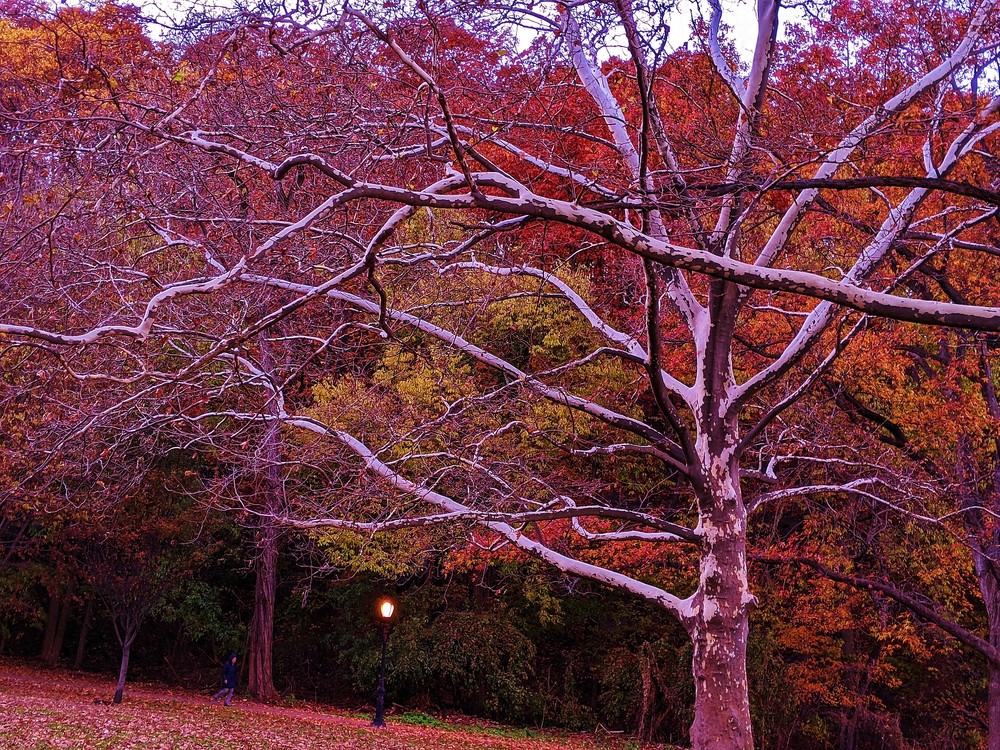 The Autumn Inwood Park Sycamore Witch Tree Reaches Out Art | lencicio