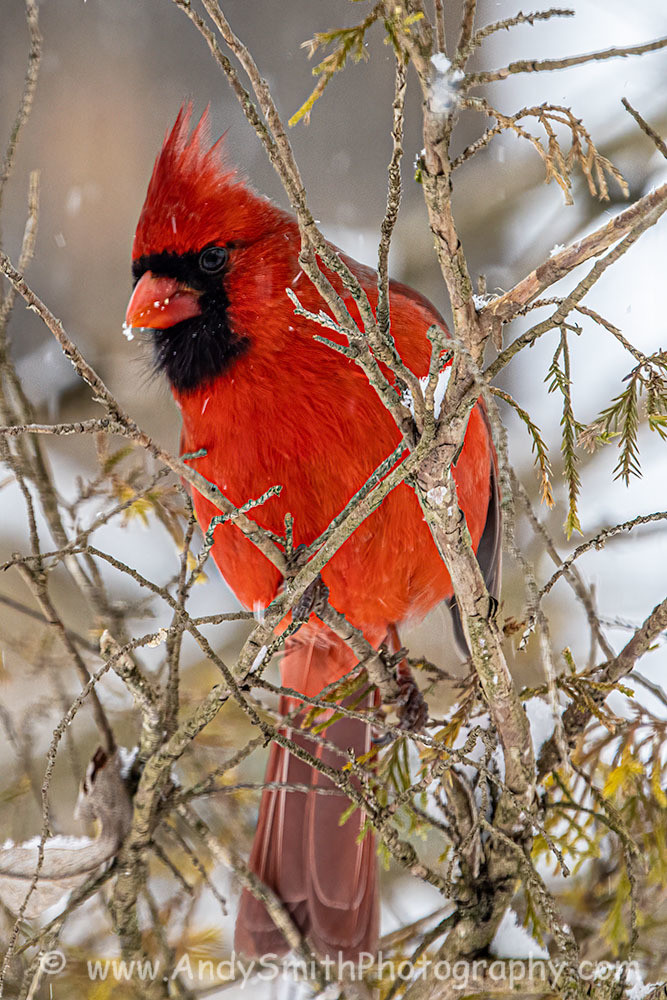 Northern Cardinal Male Looking
