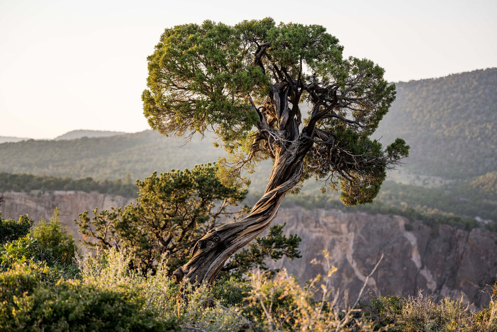Juniper In The Canyon Photography Art | PranaLens