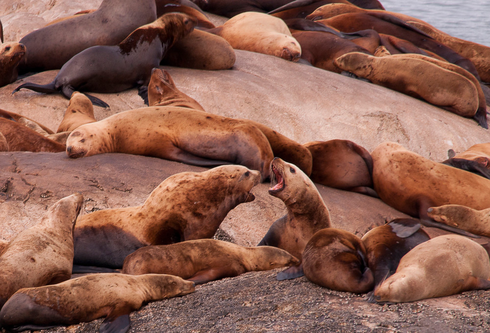 Alaskan Seals In The Wild Photography Art | Barbara Masek Photography