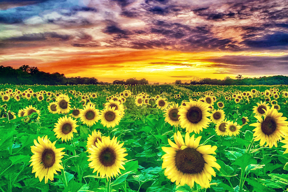 Sunflower Opera Photography Art | Kirkwood Kreations Photography