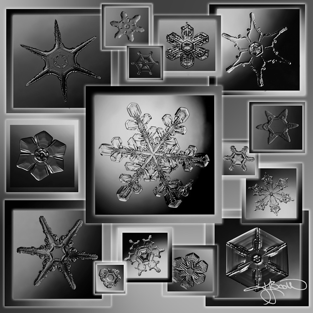 Real Snowflakes on Microscope Slides Black And White Collage