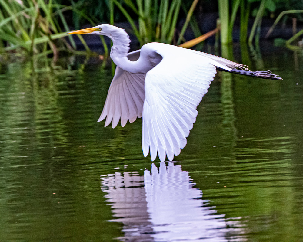 Egret Glides Home Photography Art | Marc Sherman Photography