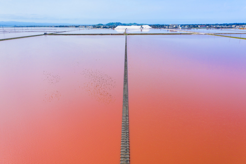 The Pink Pond