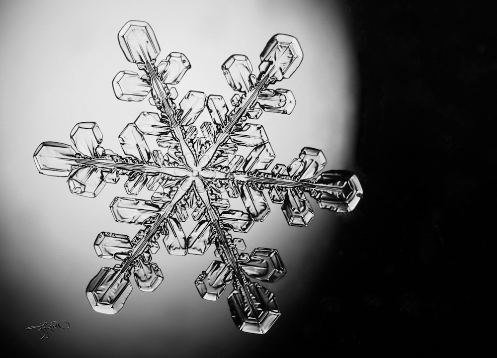 Stellar Dendrite Snow Crystal On Microscope Slide B&W Horizontal 7836