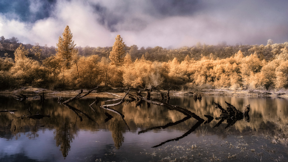 Fog Rising, Snags, Black Swan Pond, Yuba County, California Photography Art | davidarnoldphotographyart.com