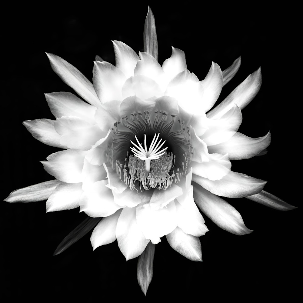 Black and White Night Blooming Cactus Flower