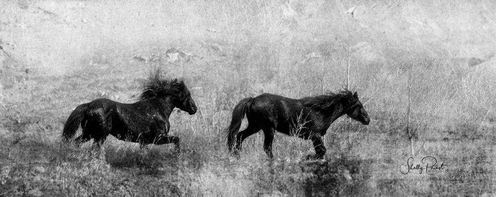 Wild And Free Photography Art | Shelly Priest Photography