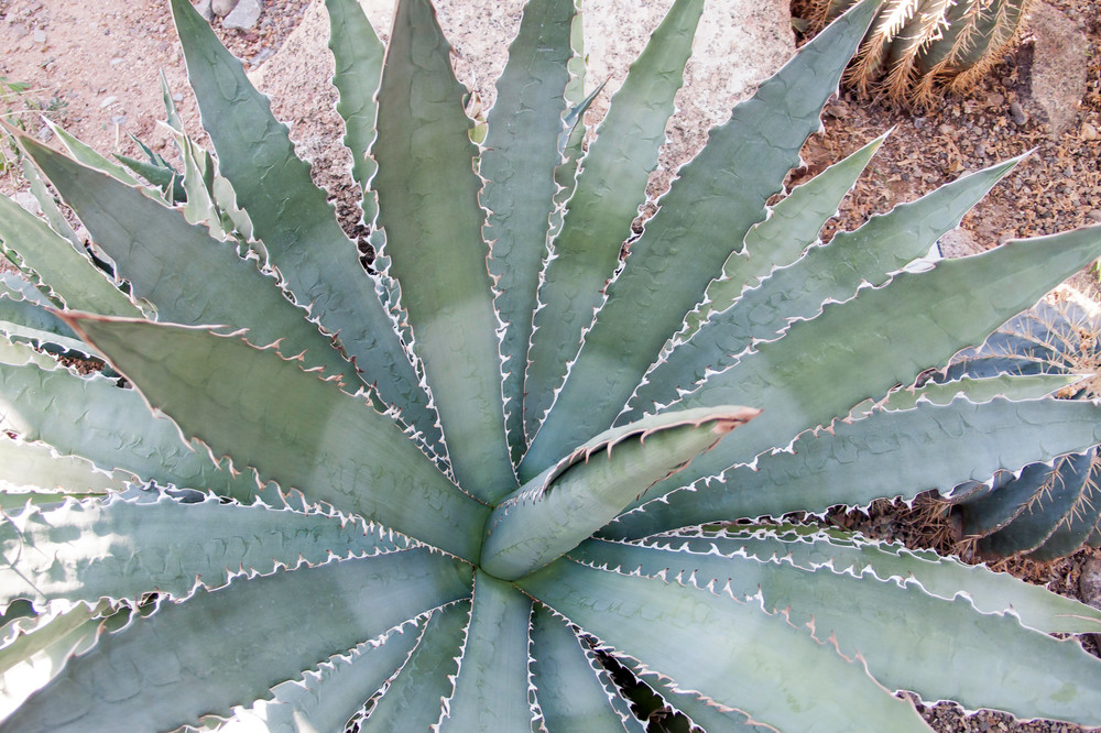 Agave Art | Inviting Light Photography®