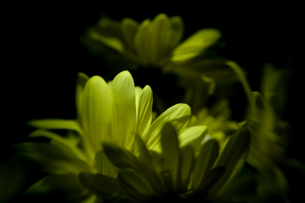 Echoing Yellow Asters Photography Art | Kendall Photography & Fine Art