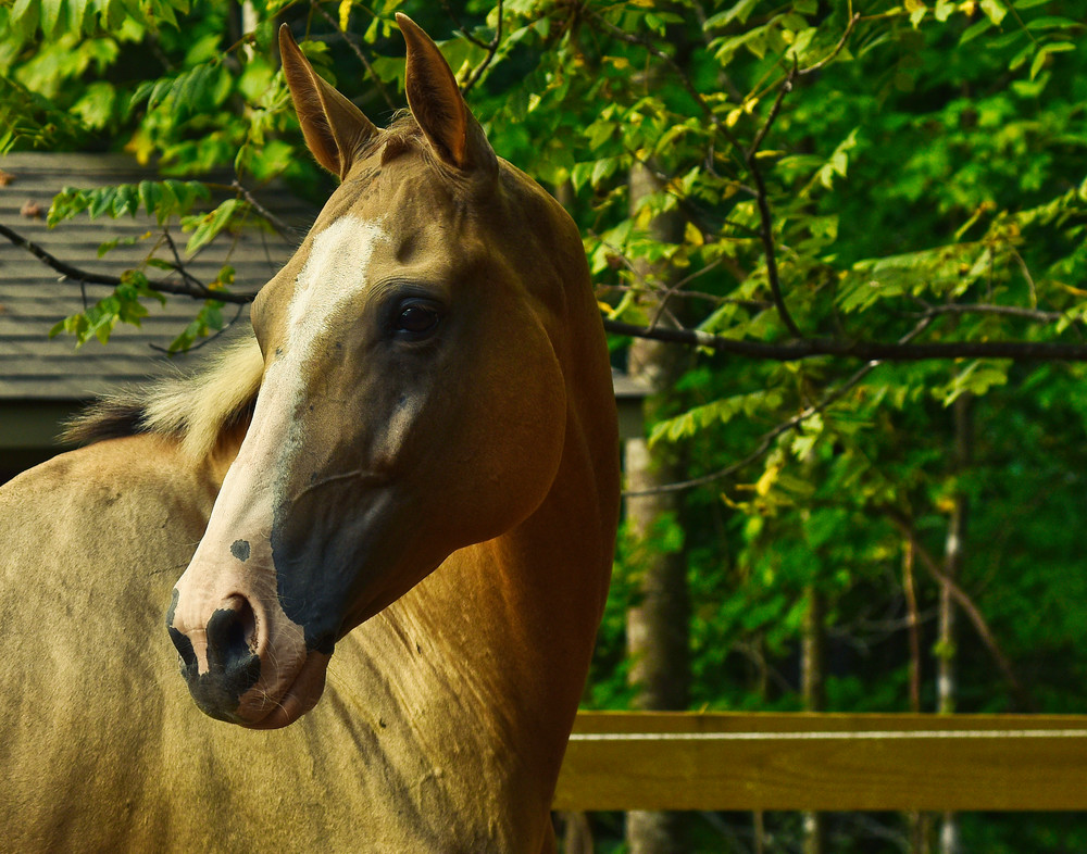 Akhal Teke Photography Art | Fractured Light Photography